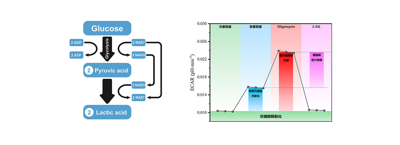 細(xì)胞外酸化速率ECAR探針